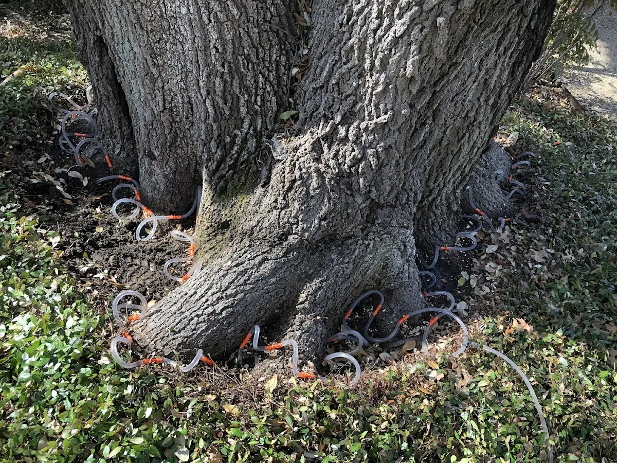 Detailed Tree Cabling and Bracing job site in Paintsville